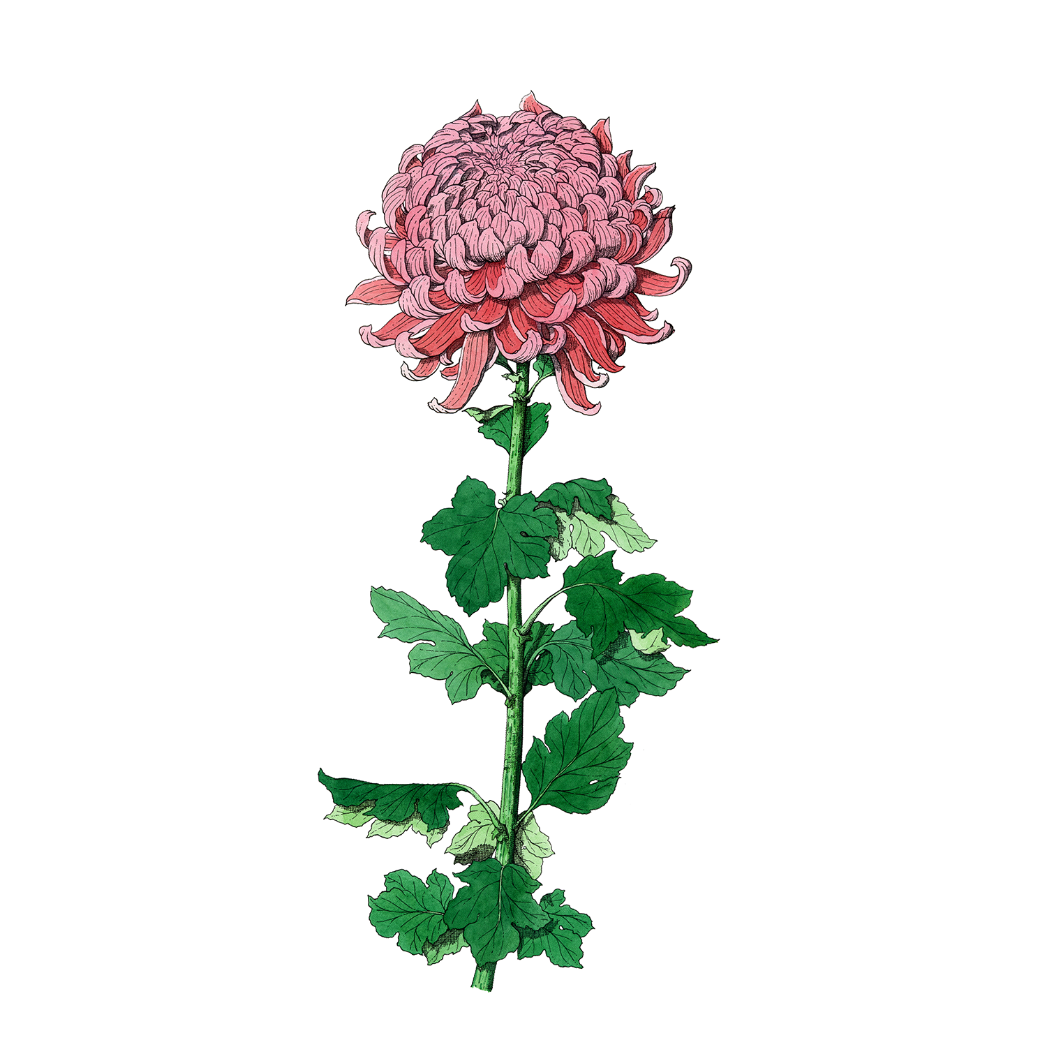 Chrysantheum